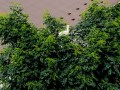 DJI_20240714155240_0352_D-990S