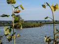 DSC_3738--540S