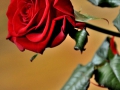 mm_DSC_6580
