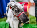 72_jarmark