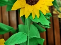 cmDSC_9693