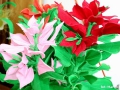 cmDSC_9699