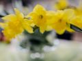 DSC_7439-1200Q80S