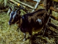 DSC_8387--990