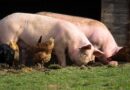 Ważna informacja dla hodowców świń