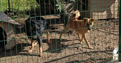 PILNE!!! ADOPCJA ZWIERZĄT!!!