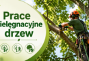 Ogłoszenie o wykonywaniu prac pielęgnacyjnych drzew w parku w Ruszczy Płaszczyźnie