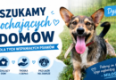 Szukamy kochających domów dla tych wspaniałych psiaków