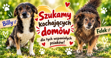 Szukamy kochających domów dla tych wspaniałych psiaków