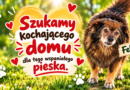 Felek szuka kochającego domu!