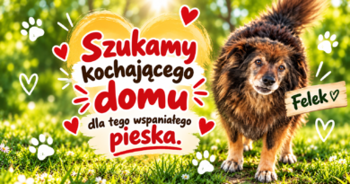 Felek szuka kochającego domu!