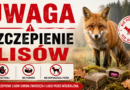 UWAGA! SZCZEPIENIE LISÓW PRZECIWKO WŚCIEKLIŹNIE