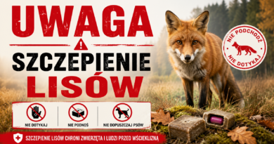 UWAGA! SZCZEPIENIE LISÓW PRZECIWKO WŚCIEKLIŹNIE
